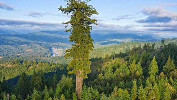 Najwyższe drzewa świata